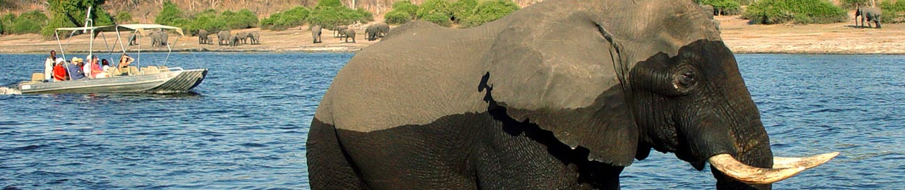 Affordable Zambezi and Chobe Safari